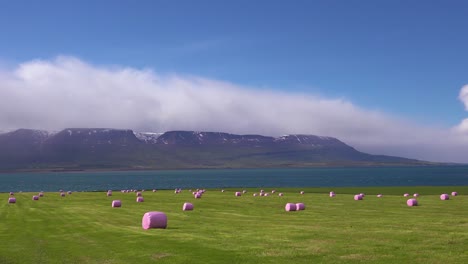 Large-pink-bales-of-hay-wrapped-in-plastic-cylinders-like-marshmallows-in-the-fields-of-Iceland-2