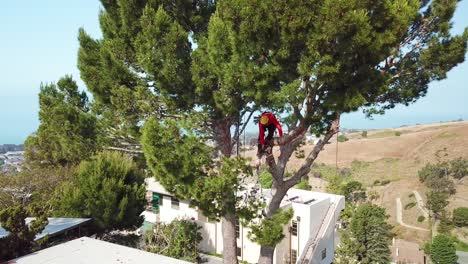 Aerial-of-a-tree-trimmer-cutting-branches-in-a-tree-in-a-hillside-neighborhood