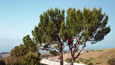 Aerial-of-a-tree-trimmer-cutting-branches-in-a-tree-in-a-hillside-neighborhood-1