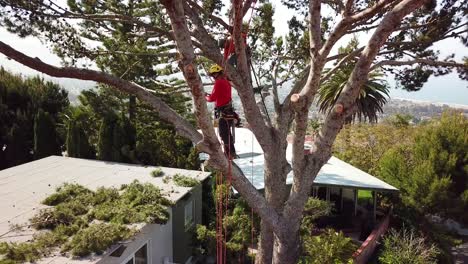 Aerial-of-two-tree-trimmers-cutting-branches-in-a-tree-in-a-hillside-neighborhood-1