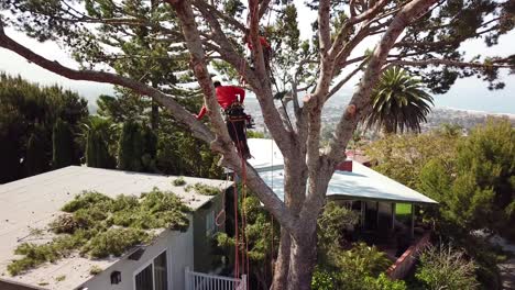 Aerial-of-two-tree-trimmers-cutting-branches-in-a-tree-in-a-hillside-neighborhood-2