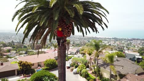 Aerial-of-a-tree-trimmer-cutting-palm-tree-fronds-on-a-southern-california-hillside