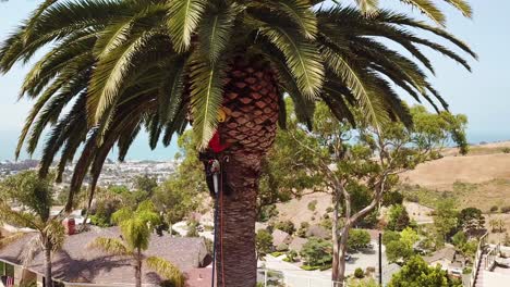 Aerial-of-a-tree-trimmer-cutting-palm-tree-fronds-on-a-southern-california-hillside-1