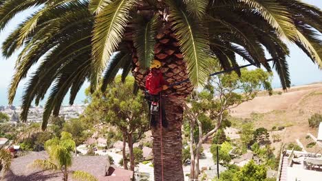 Aerial-of-a-tree-trimmer-cutting-palm-tree-fronds-on-a-southern-california-hillside-2