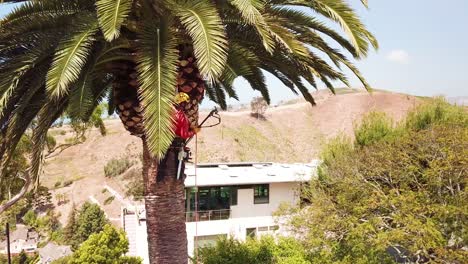 Aerial-of-a-tree-trimmer-cutting-palm-tree-fronds-on-a-southern-california-hillside-3
