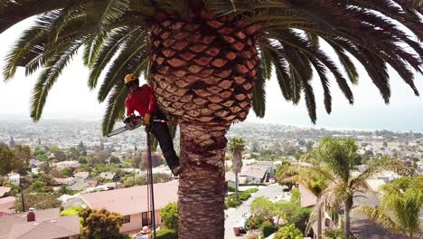 Aerial-of-a-tree-trimmer-cutting-palm-tree-fronds-on-a-southern-california-hillside-4