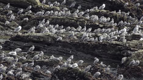A-large-flock-of-California-gulls-(Larus-californicus)-on-the-rocky-Pacific-Coast-shoreline-at-Pismo-Beach-California