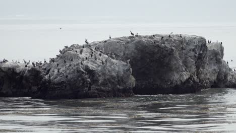 Pelícanos-Pardos-De-California-(Pelecanus-Occidentalis-Californicus)-Y-Otras-Aves-En-Una-Isla-Rocosa-De-Pismo-Beach,-California