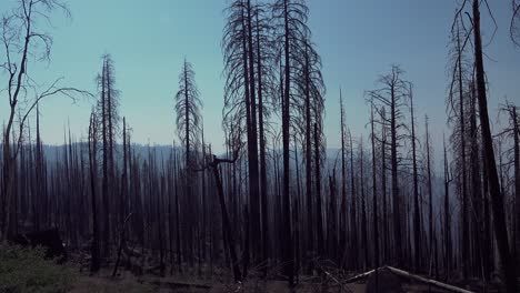 Árboles-Quemados-Y-Enganches-De-Un-Reciente-Incendio-Forestal-En-El-Desierto-De-La-Sierra-Alta-Del-Parque-Nacional-De-Yosemite,-California