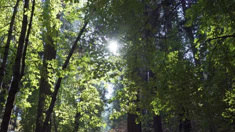 Backlit-autumn-colors-on-a-sunny-fall-day-in-Yosemite-Valley-Yosemite-National-Park-California