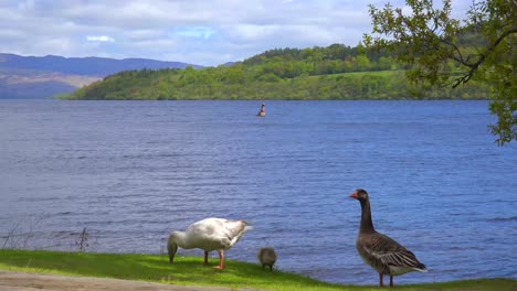 Ducks-wander-on-the-shore-of-Loch-Lomand-Scotland