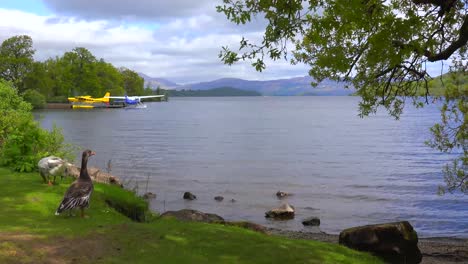 Ducks-wander-on-the-shore-of-Loch-Lomand-Scotland-1