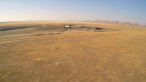 An-aerial-of-free-range-cattle-in-dry-desert-country