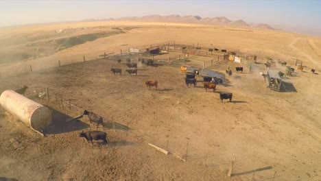 An-aerial-of-free-range-cattle-in-dry-desert-country-1