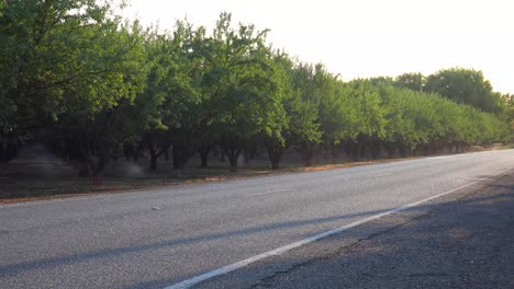 Almond-trees-are-watered-in-a-California-field-during-a-period-of-drought