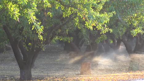 Mandelbäume-Werden-In-Einem-Kalifornischen-Feld-Während-Einer-Dürreperiode-Bewässert-1