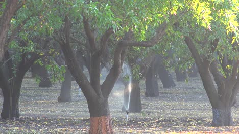 Mandelbäume-Werden-Während-Einer-Dürreperiode-In-Einem-Kalifornischen-Feld-Bewässert-2