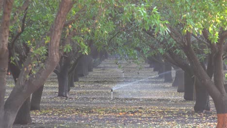 Mandelbäume-Werden-In-Einem-Kalifornischen-Feld-Während-Einer-Dürreperiode-Bewässert-3