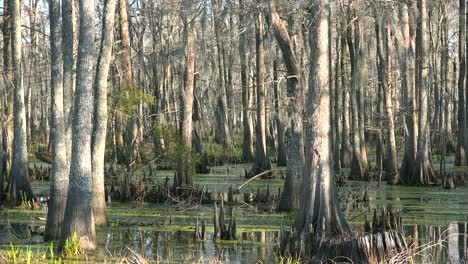 Establishing-shot-of-a-thick-mangrove-swamp-in-Louisiana-1