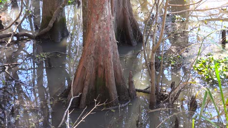 A-mangrove-trees-grows-out-of-wet-swampland-in-Louisiana
