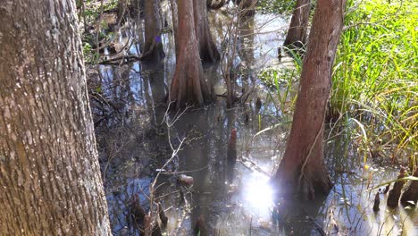 Ein-Mangrovenbaum-Wächst-Aus-Feuchtem-Sumpfland-In-Louisiana-1
