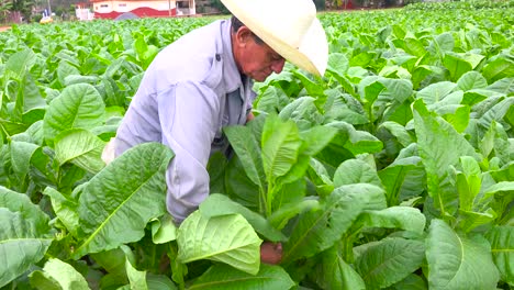 A-tobacco-farmer-works-in-the-fields-near-Vinales-Cuba-1