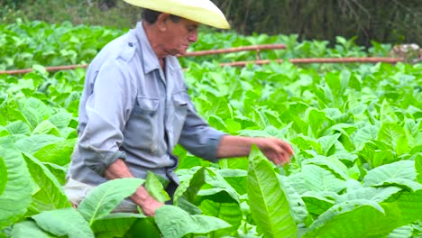 A-tobacco-farmer-works-in-the-fields-near-Vinales-Cuba-3