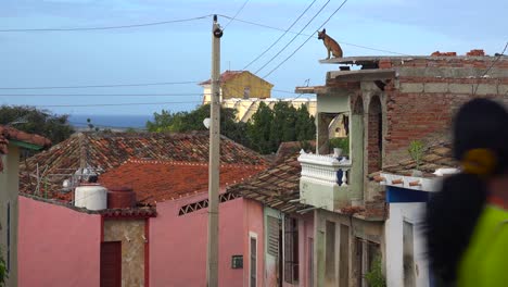A-dog-stands-high-on-the-top-of-a-building-looking-out-over-the-city-of-Trinidad-Cuba