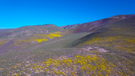 Hermosa-Antena-Sobre-Vastos-Campos-De-Amapolas-Y-Flores-Silvestres-Amarillas-En-California