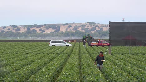 A-strawberry-picker-from-Mexico-works-in-the-California-fields