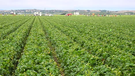 A-wide-shot-of-distant-migrant-workers-in-California-strawberry-fields-and-farms