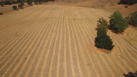 Luftaufnahmen-Der-Landwirtschaftlichen-Felder-Eichen-Und-Farmen-In-Zentralkalifornien