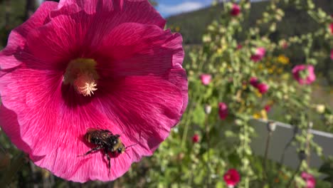 A-bumblebee-pollinates-a-large-pink-flower-in-the-fields