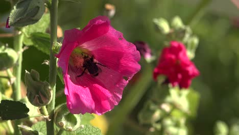A-bumblebee-pollinates-a-large-pink-flower-in-the-garden