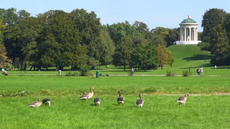 Wild-geese-walk-through-English-Park-in-Munich-Germany