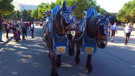 A-horsedrawn-beer-wagon-is-pulled-through-the-streets-of-Munich-Germany-during-Oktoberfest