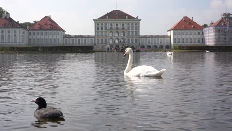 Swans-move-across-a-pond-in-front-of-Nymphenburg-Palace-in-Munich-Germany