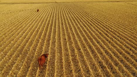 Beautiful-drone-aerial-over-farm-fields-with-cows-at-dusk-in-rural-Nebraska-1