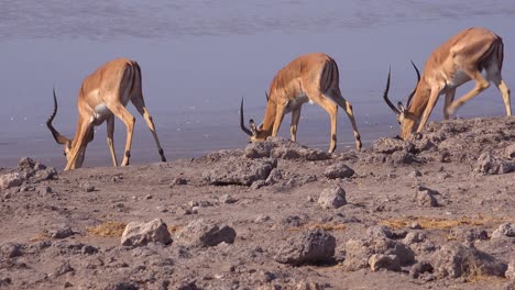 Nervous-impala-gather-at-a-watering-hole-on-safari-in-Africa