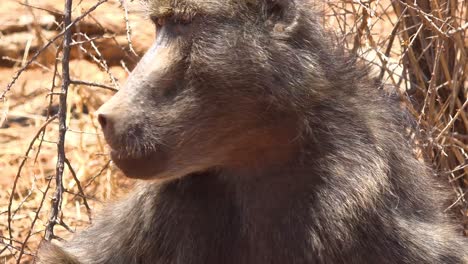 Close-up-of-an-adult-baboon-eating-and-looking-around-on-safari-in-Africa
