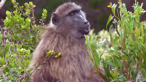 Cute-shot-of-an-adult-baboon-turning-around-and-looking-over-shoulder-on-jungle-safari