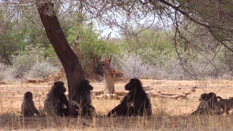A-group-of-baboons-sit-under-a-tree-in-Africa-and-enjoy-the-shade