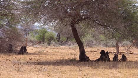 A-group-of-baboons-sit-under-a-tree-in-Africa-and-enjoy-the-shade-1