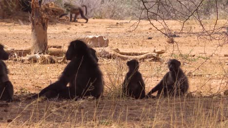 A-group-of-baboons-sit-under-a-tree-in-Africa-and-enjoy-the-shade-2