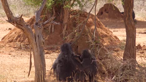 Two-baboons-groom-each-other-on-the-African-plain-with-large-termite-mounds-background