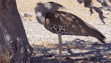 Good-shot-of-a-kori-bustard-large-African-bird-sitting-under-a-tree-on-the-savannah-on-safari