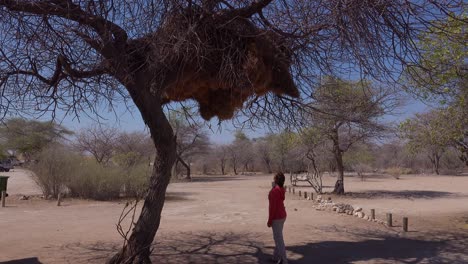 A-woman-stands-beneath-a-huge-sociable-weaver-bird-nest-in-a-tree-in-Namibia
