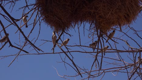 Nahaufnahme-Des-Nestes-Des-Geselligen-Webervogels-Auf-Den-Ebenen-Von-Namibia-Afrika