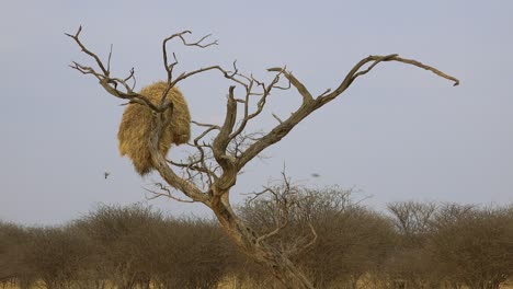 Wide-shot-of-the-nest-of-the-sociable-weaver-bird-on-the-plains-of-Namibia-Africa