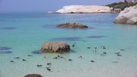 Docenas-De-Pingüinos-De-Patas-Negras-Jackass-Nadan-Cerca-De-La-Playa-De-Boulder-En-El-Cabo-De-Buena-Esperanza-Sudáfrica
